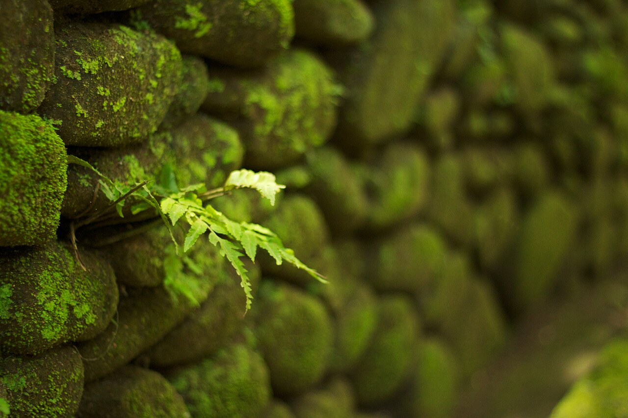 Ein Foto von Sacred Monkey Forest Sanctuary