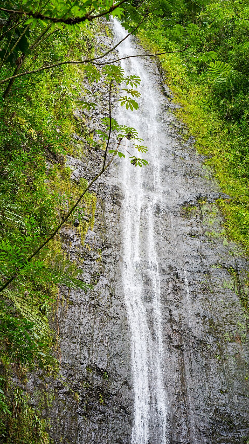 A photograph of Manoa Falls