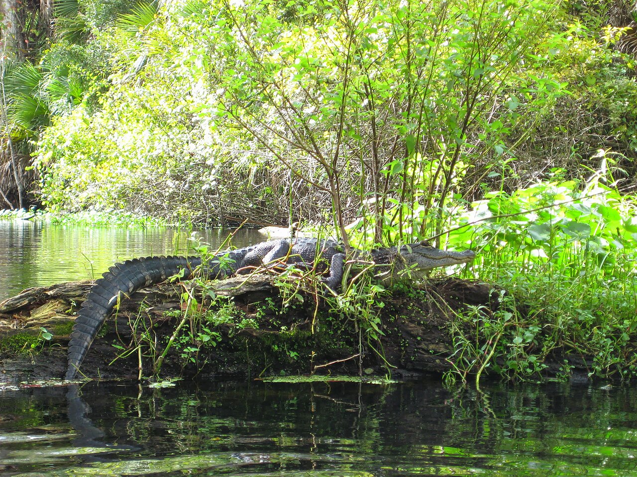 Wekiwa Springs State Park의 사진