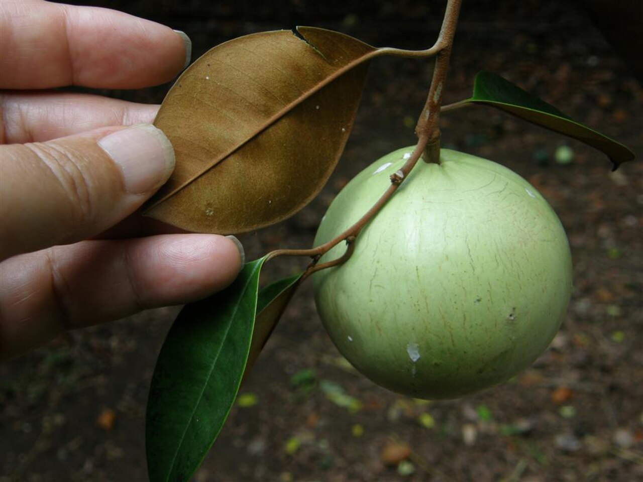 Kizimbani Spice Farms