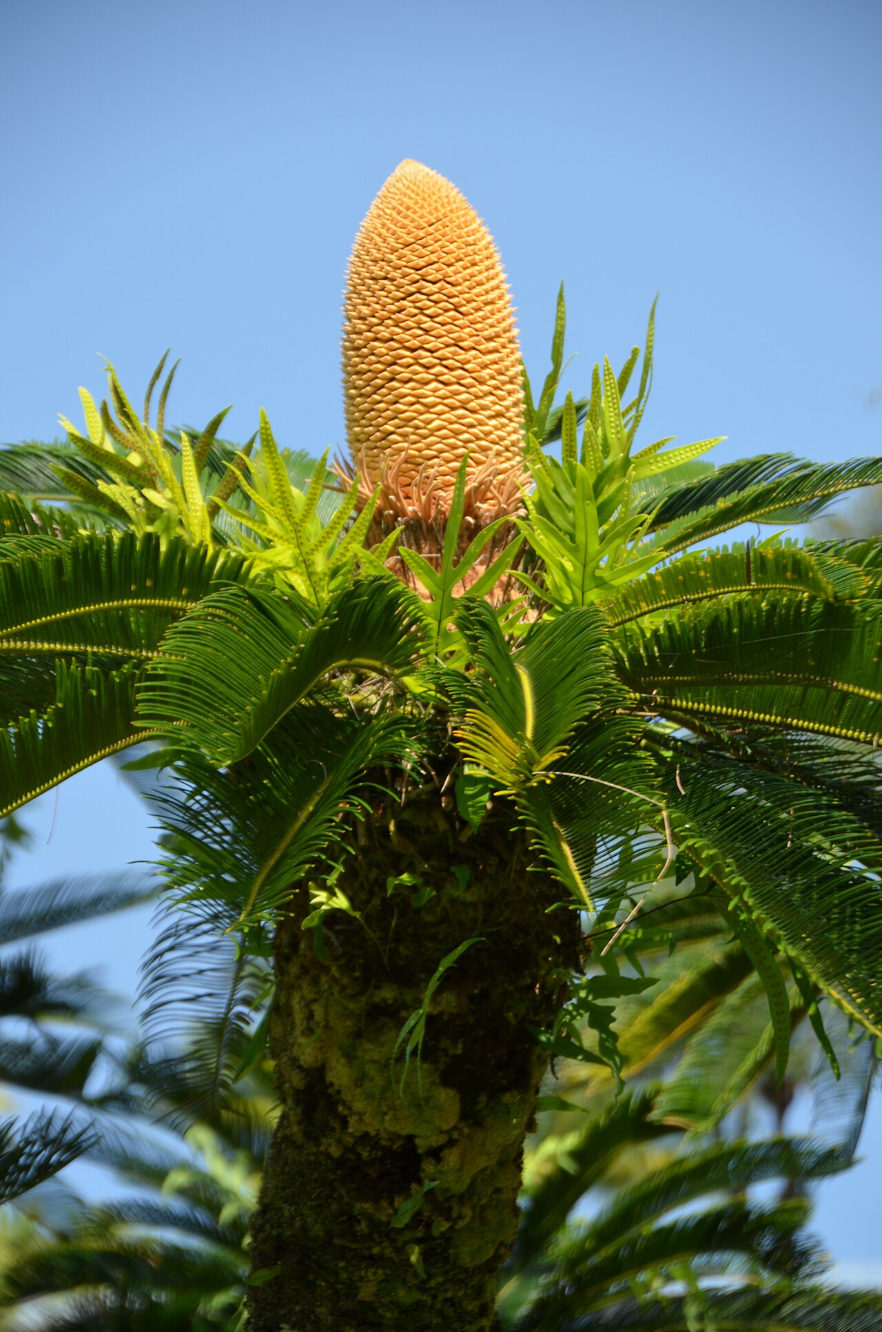 Liliuokalani Botanical Garden fotoğrafı