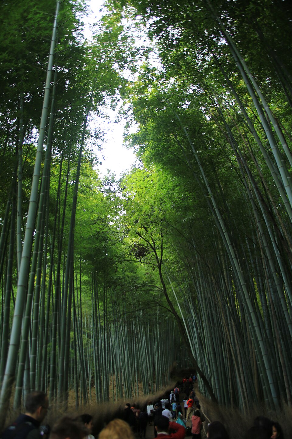 A photograph of Arashiyama Bamboo Grove
