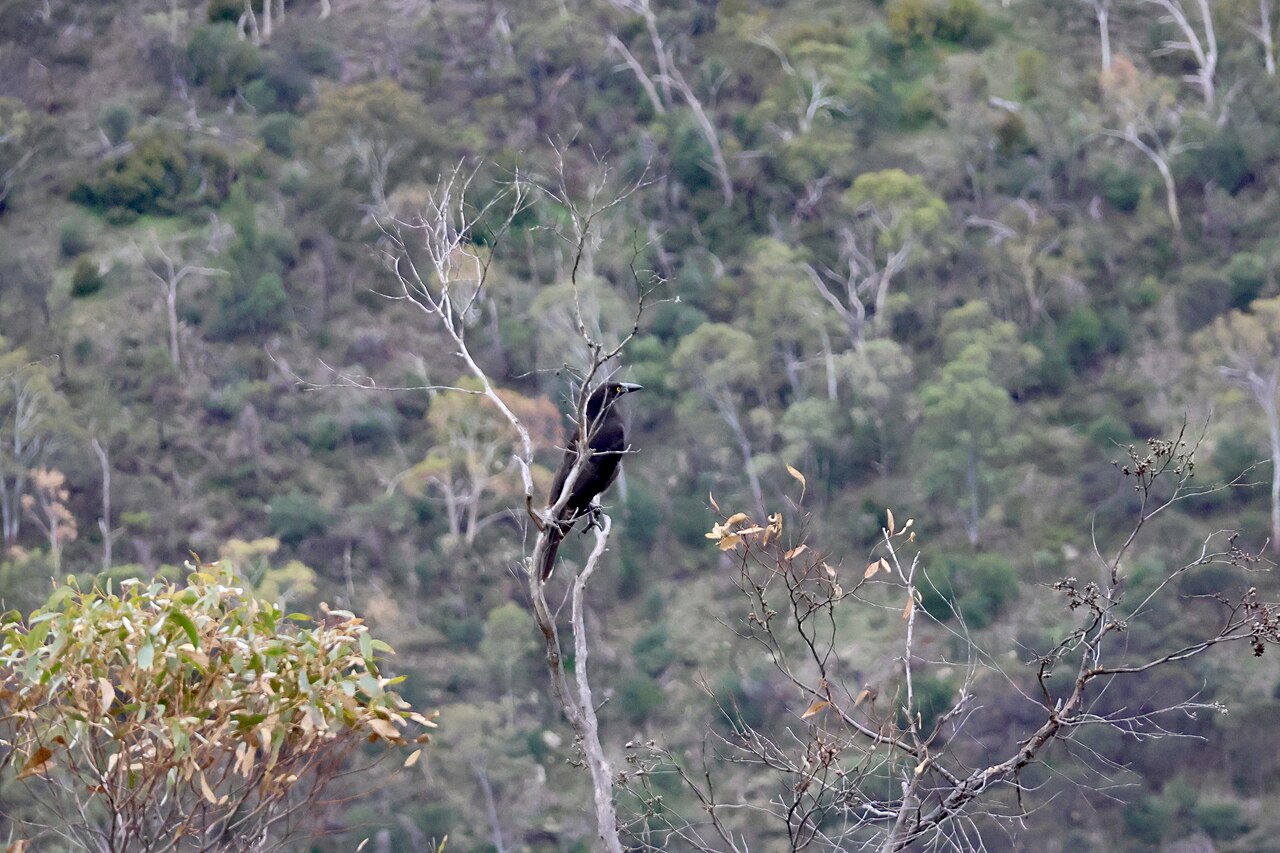 Black Hill Conservation Park の写真
