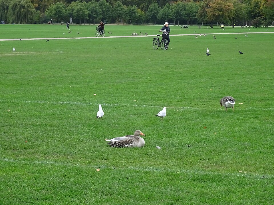 A photograph of Fælledparken