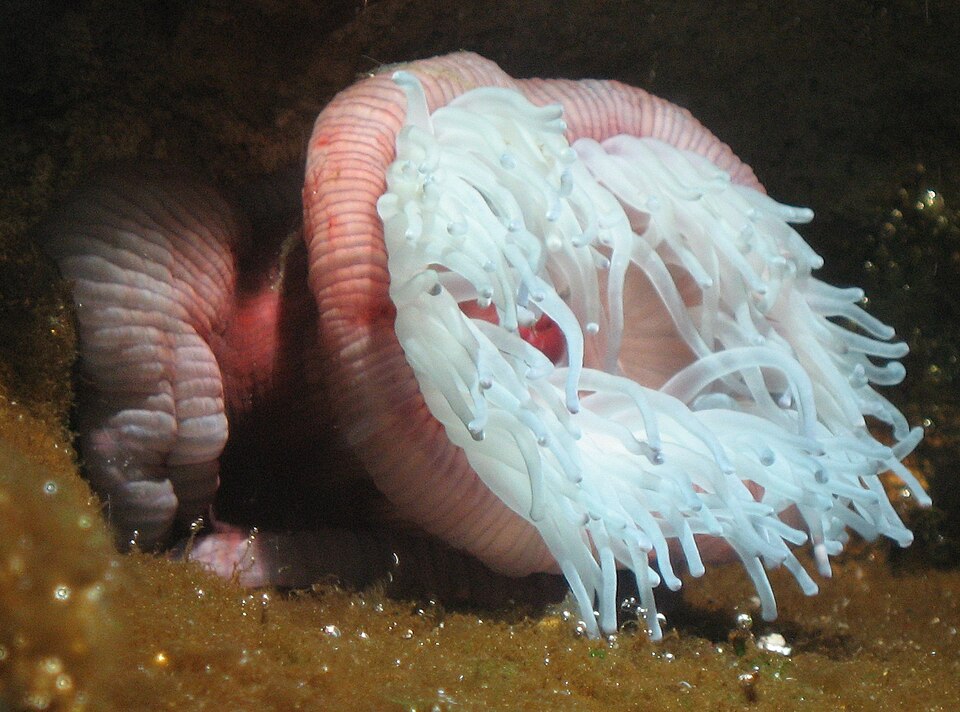 A photograph of Aquarium de Paris