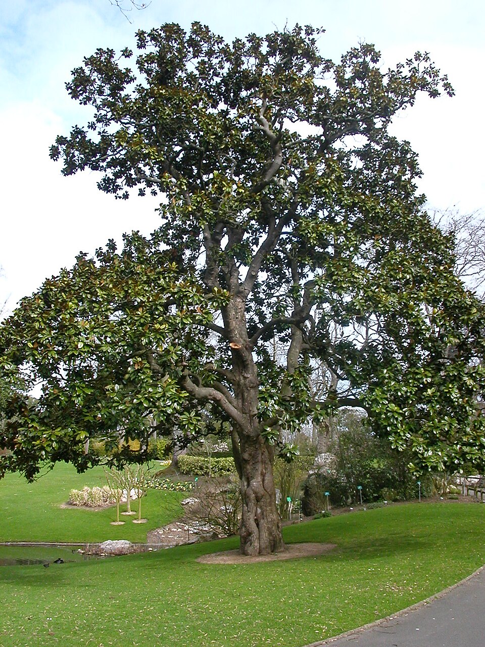 A photograph of Magnolia Collection