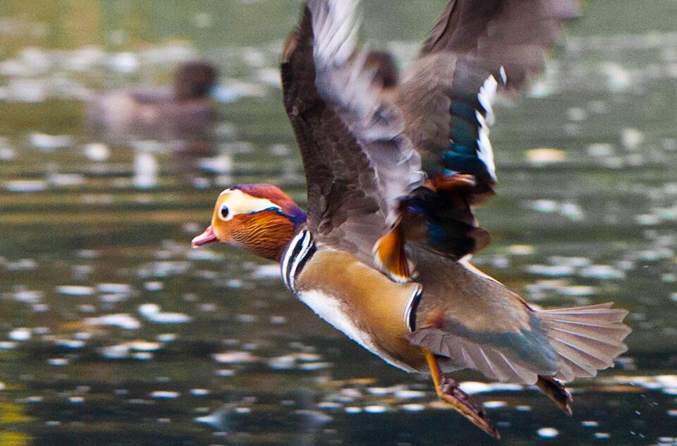 A photograph of Bushy Park