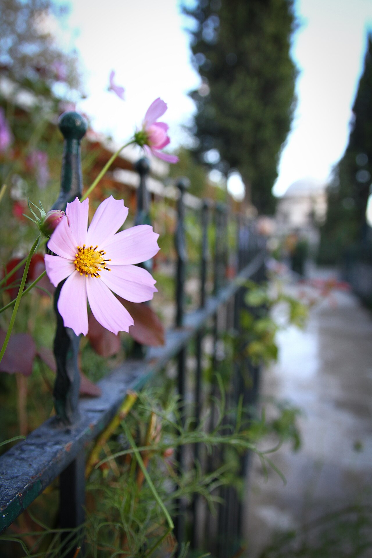 صورة Fatih Cami