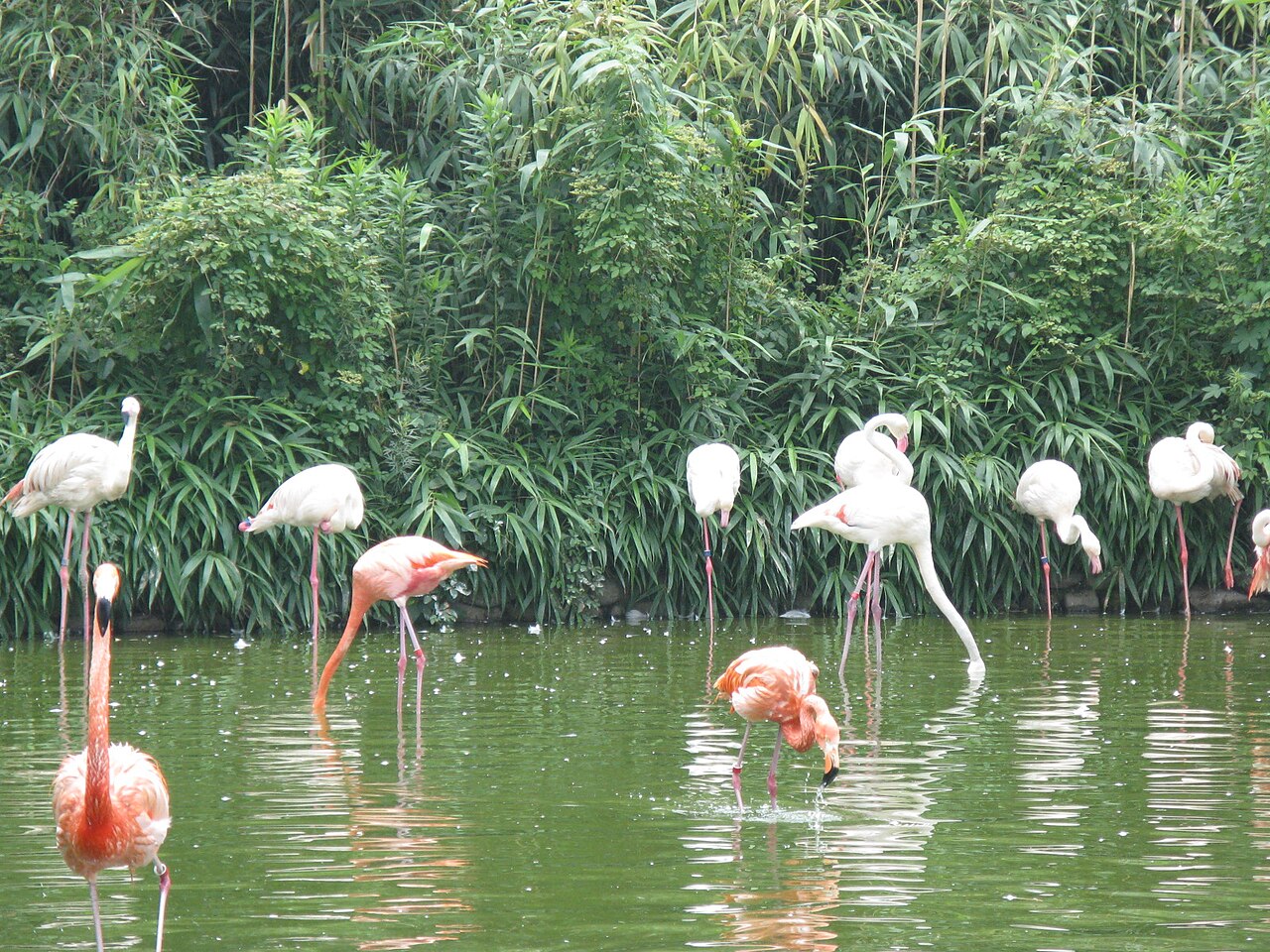 Shanghai Wild Animal Park fotoğrafı