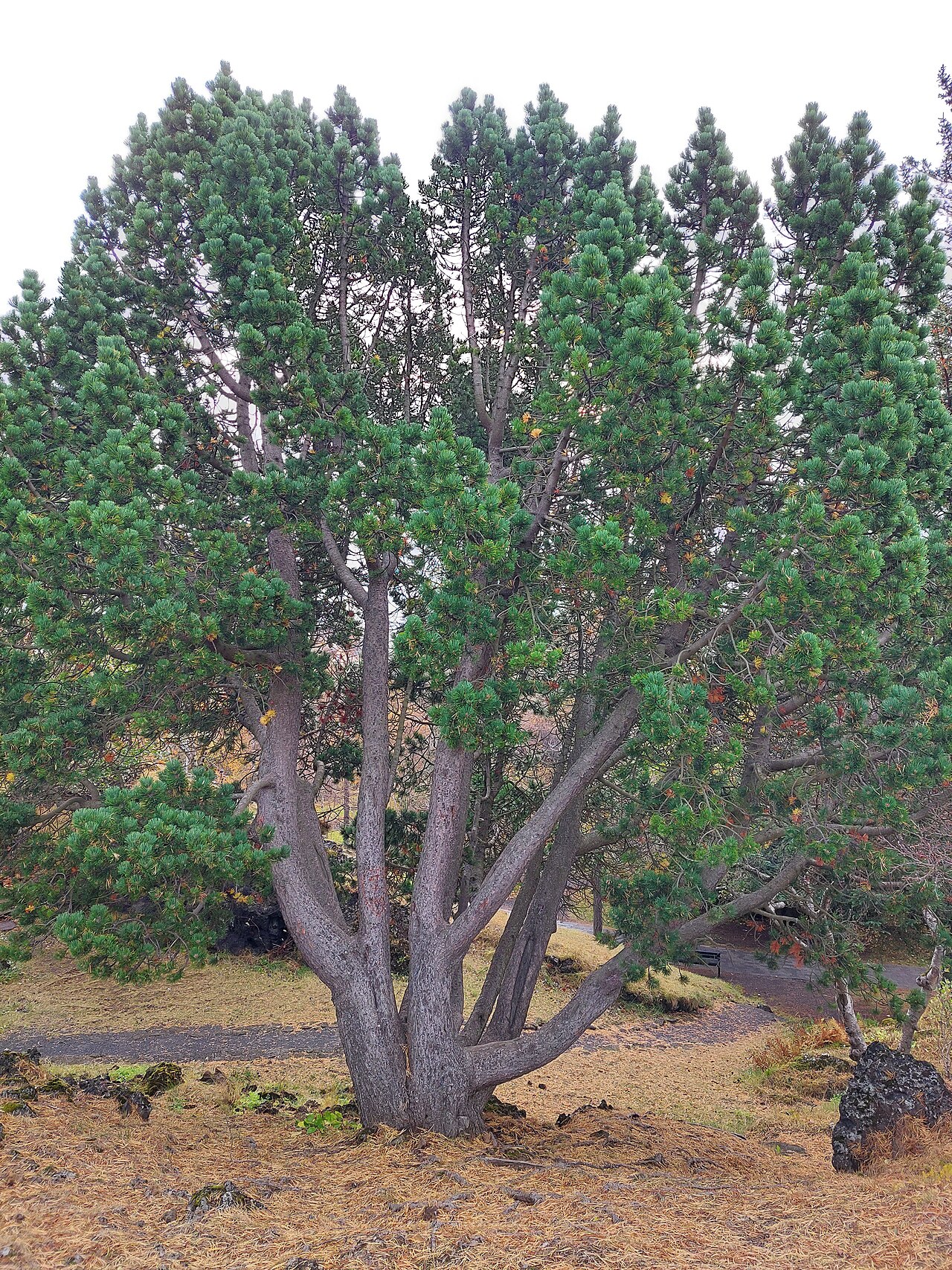 A photograph of Hellisgerði