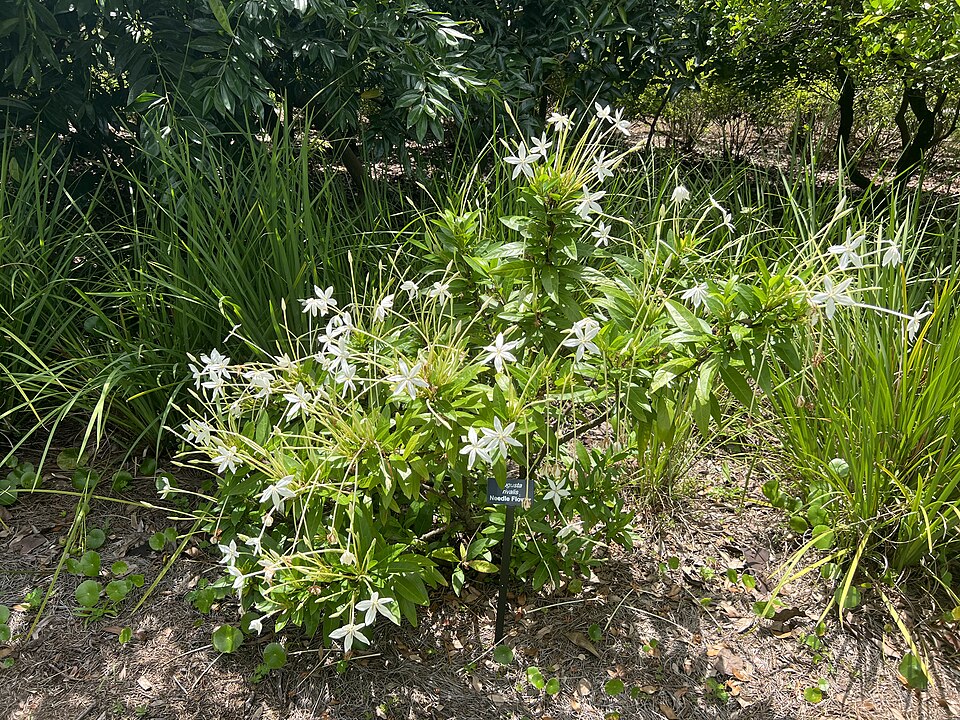 A photograph of Harry P. Leu Gardens