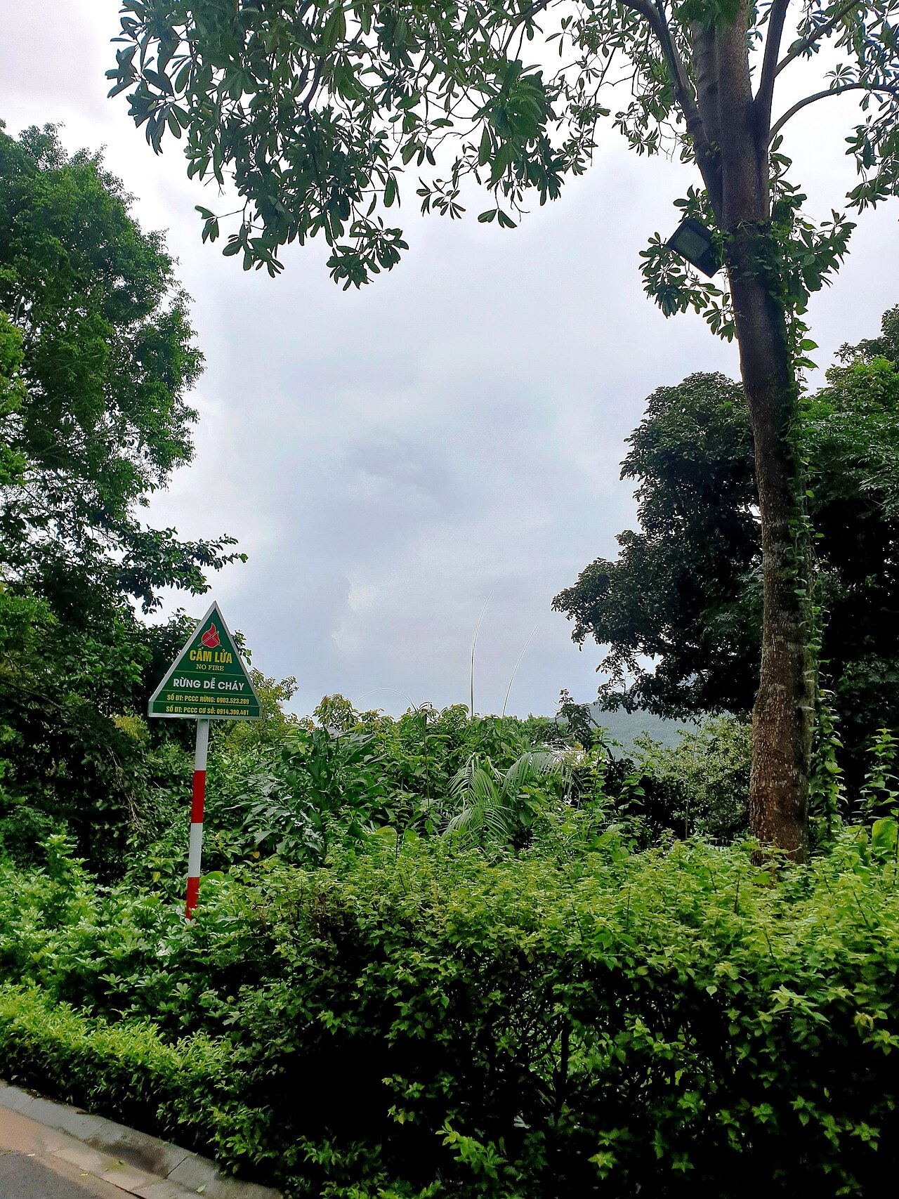 A photograph of Sơn Trà Mountain