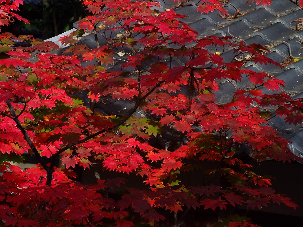 Una fotografia di Daikaku-ji Temple