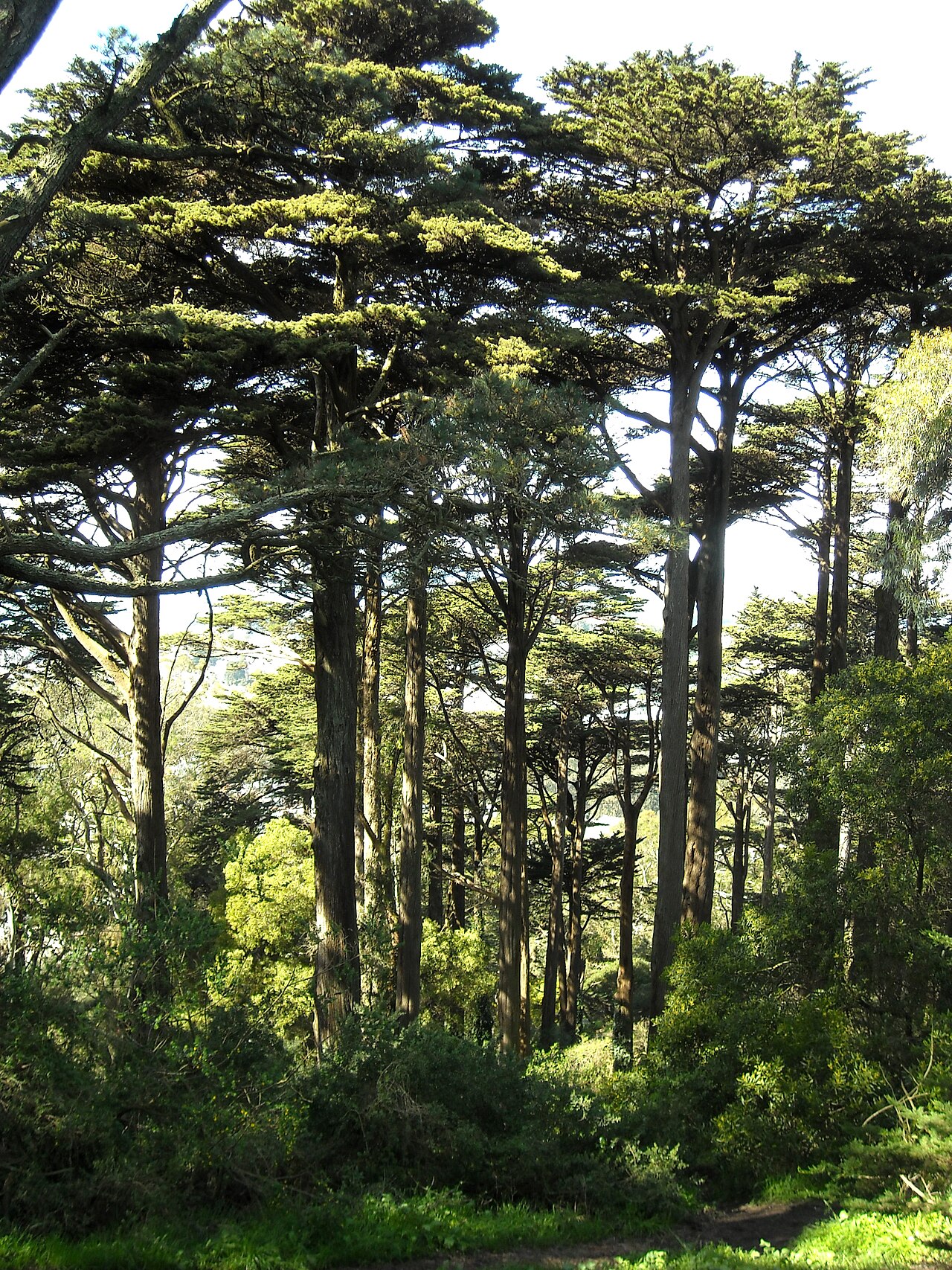 Buena Vista Park의 사진