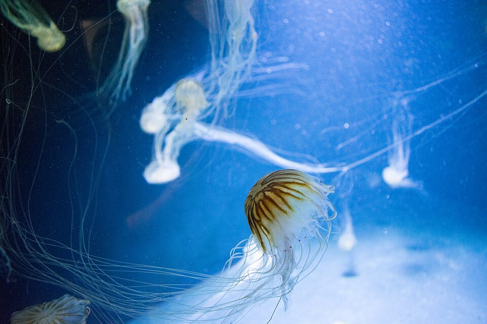 A photograph of Aquarium Berlin