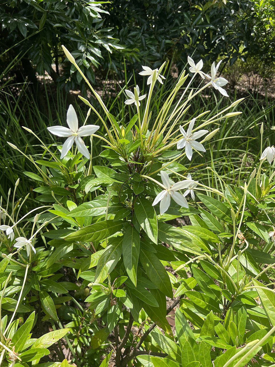 A photograph of Harry P. Leu Gardens