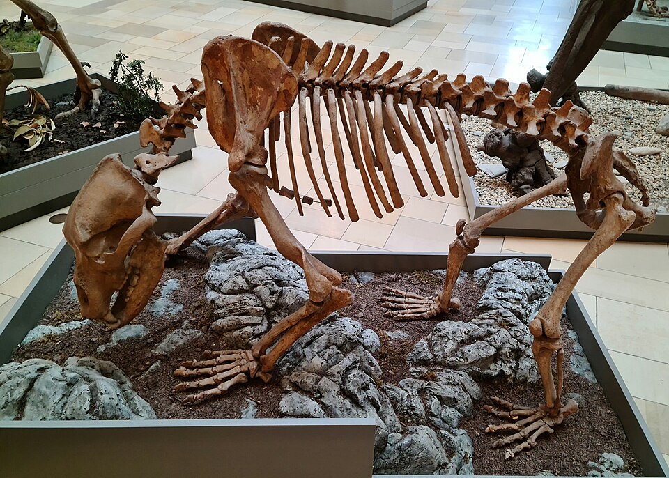 A photograph of Palaeontological Museum