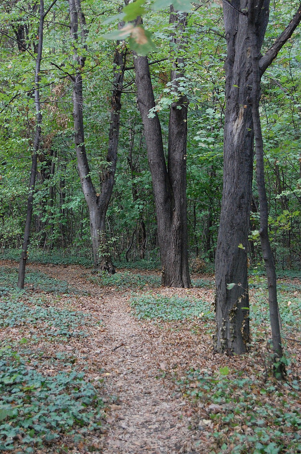 A photograph of Hyde Park