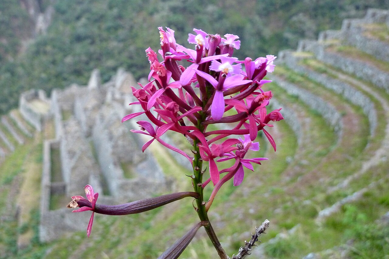 Ein Foto von Wiñay Wayna