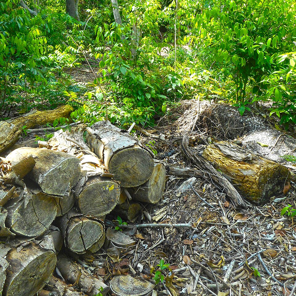 A photograph of Simpson Park Hammock