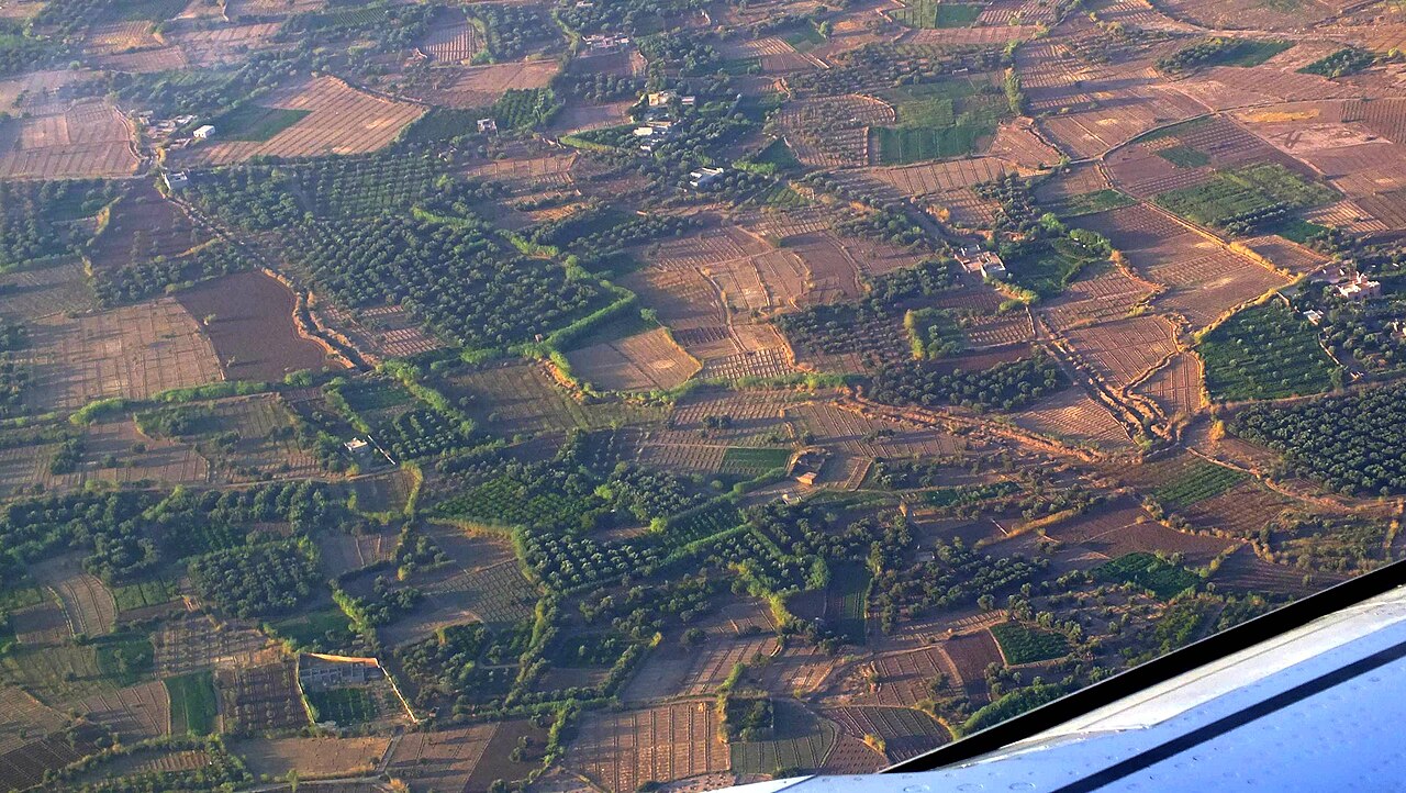 Palmeraie fotoğrafı