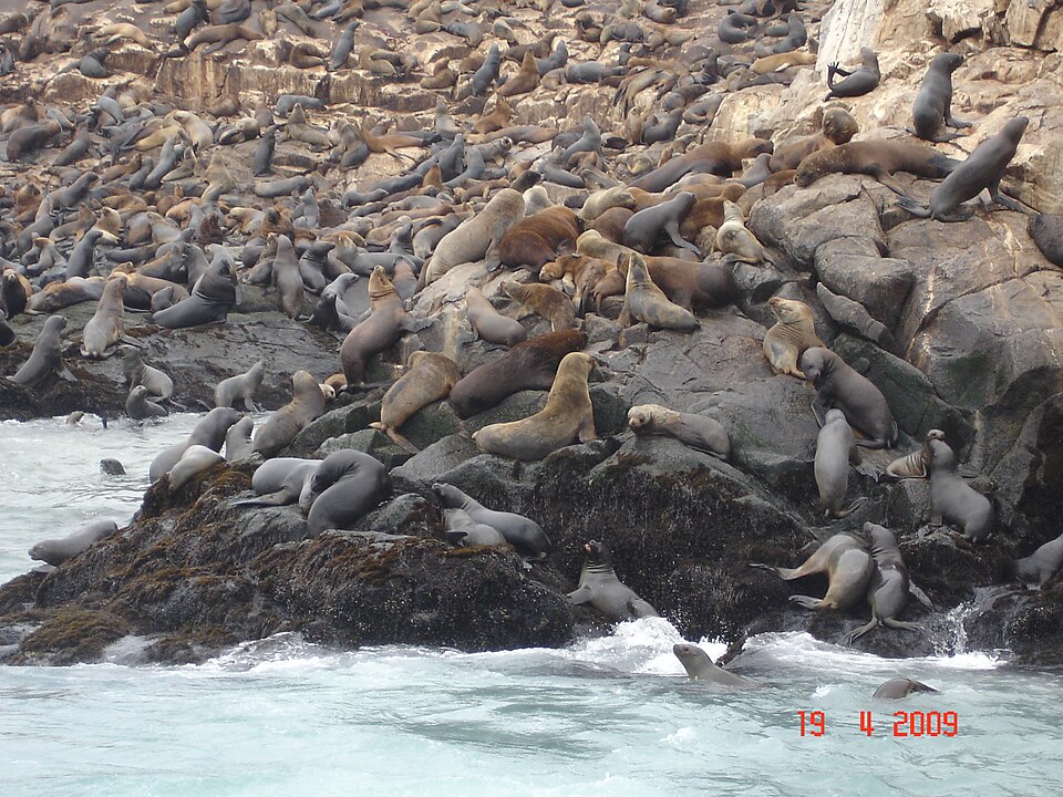 Islas Palomino fotoğrafı