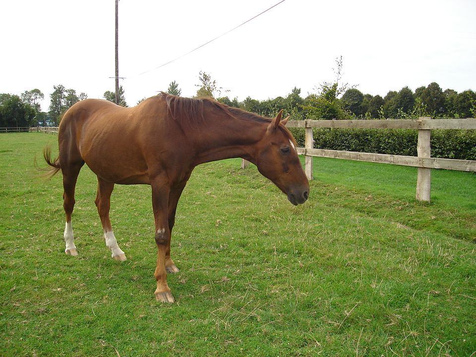 A photograph of Ourasi