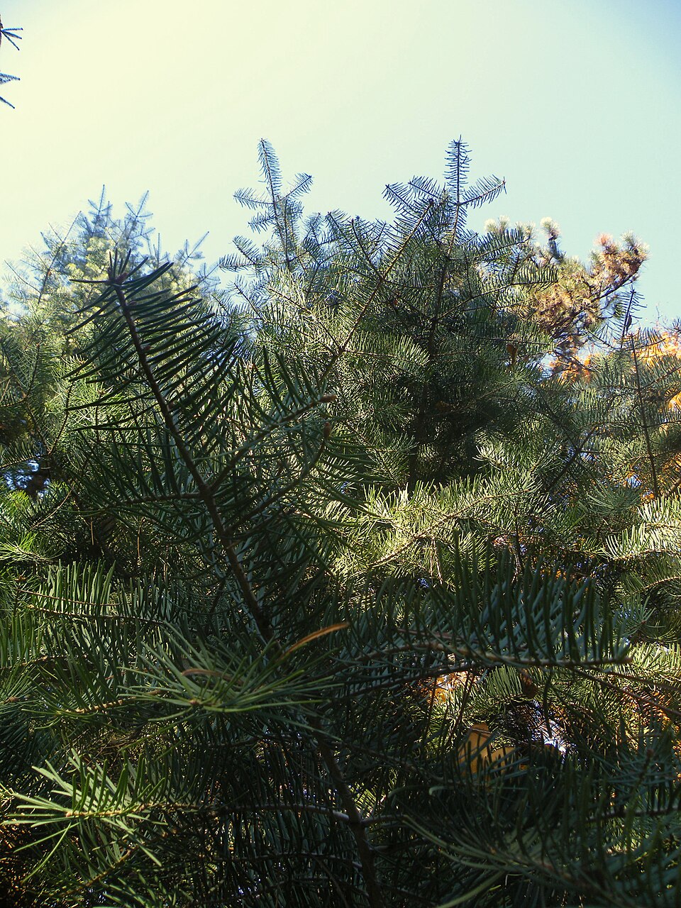 A photograph of Jevremovac botanic garden