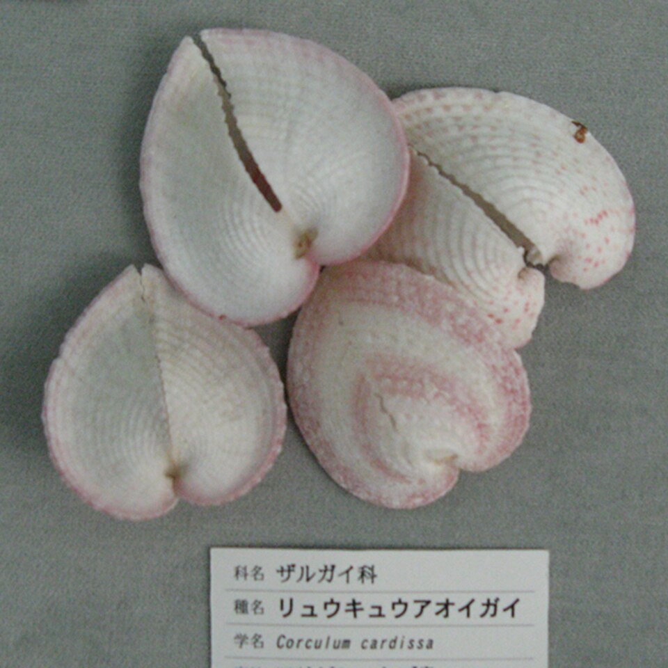 A photograph of Nishinomiya Shell Museum
