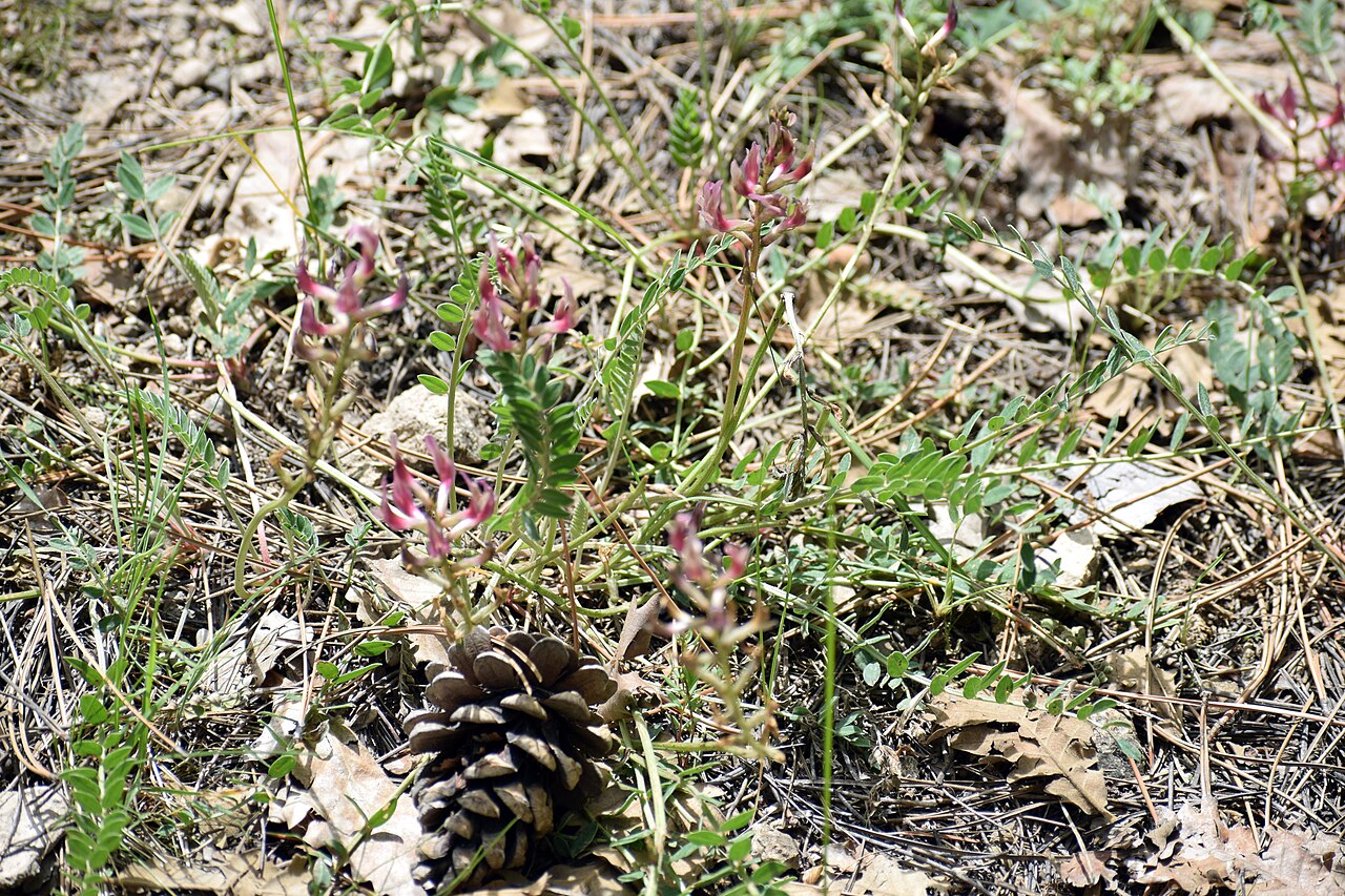 Jrvezh Forest Park fotoğrafı