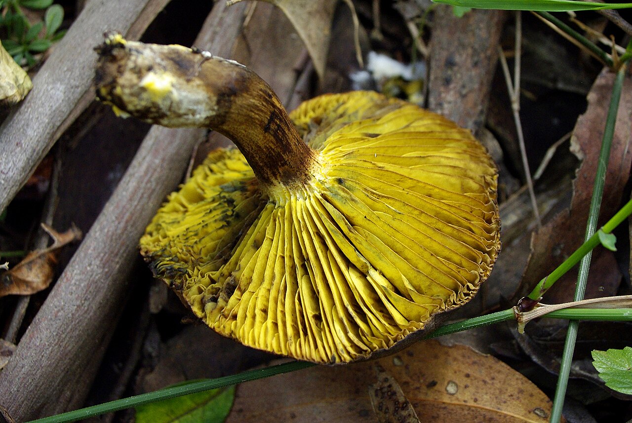 Ein Foto von Dandenong Ranges National Park