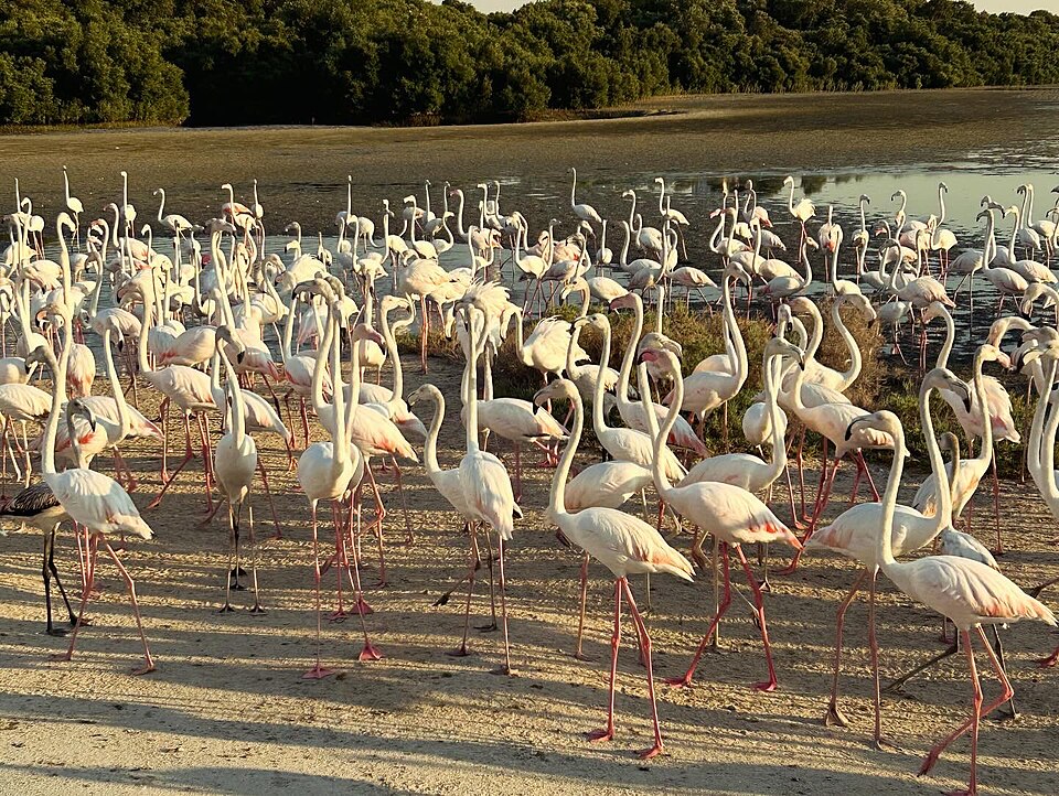A photograph of Ras Al Khor