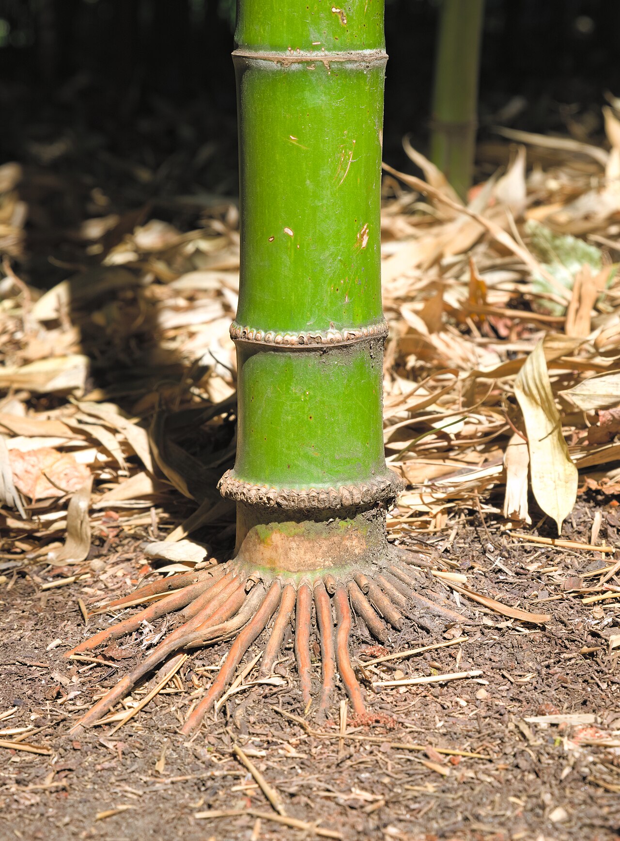 Una fotografia di Bamboo Grove