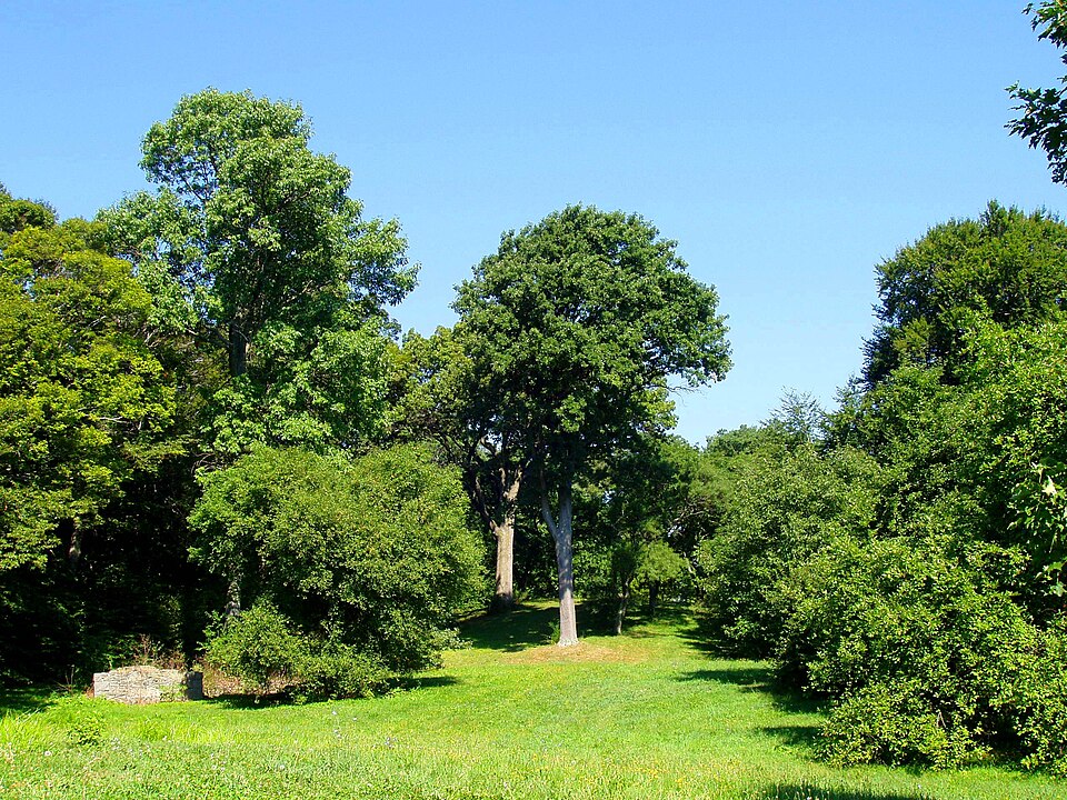 A photograph of Arnold Arboretum