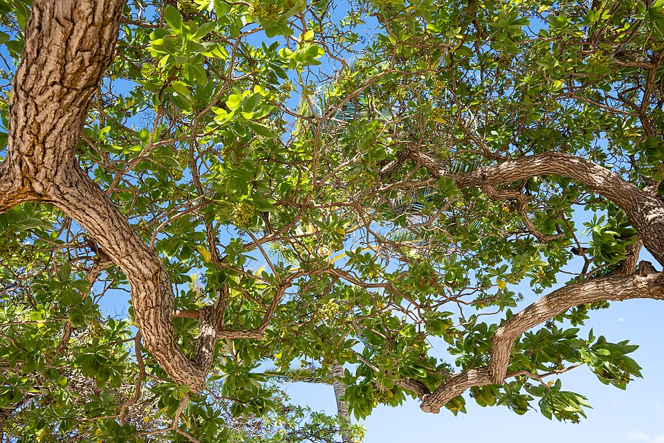 A photograph of Kailua Beach Park