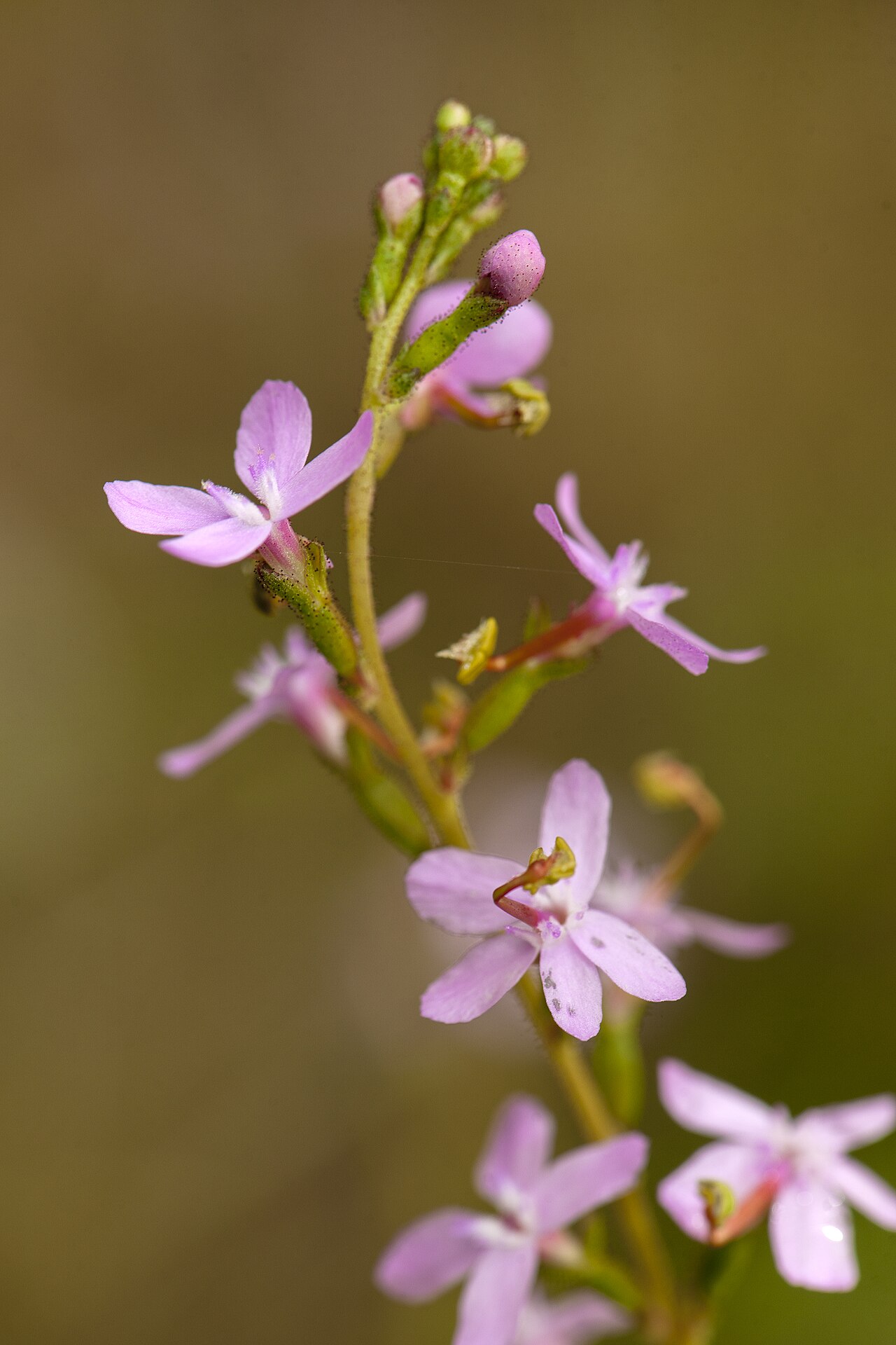 Seven Hills Bushland Reserve