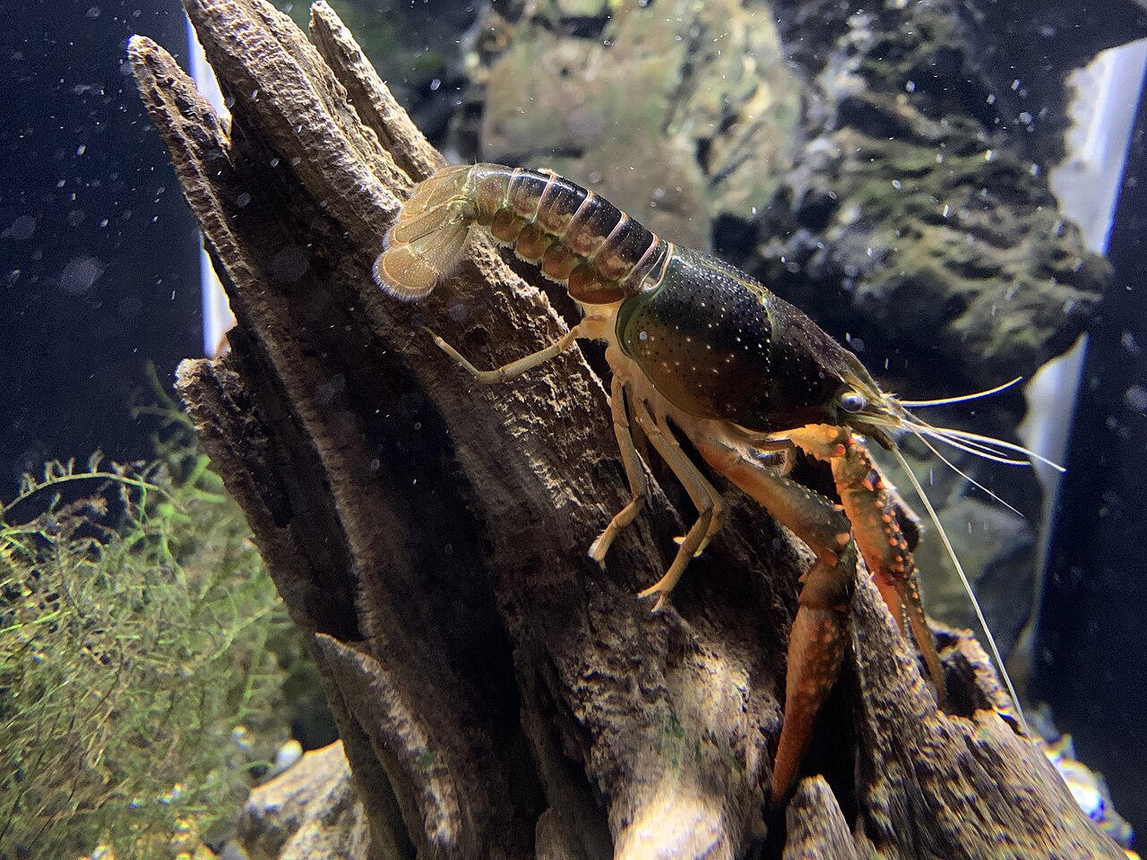Una fotografia di Kyoto Aquarium