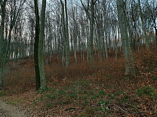 Heuberg