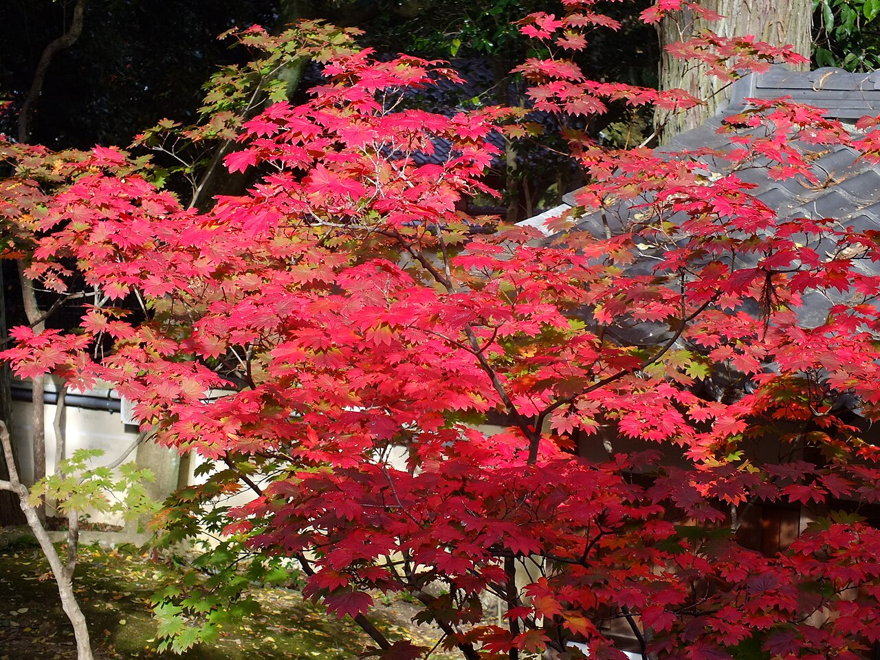 Una fotografia di Daikaku-ji Temple