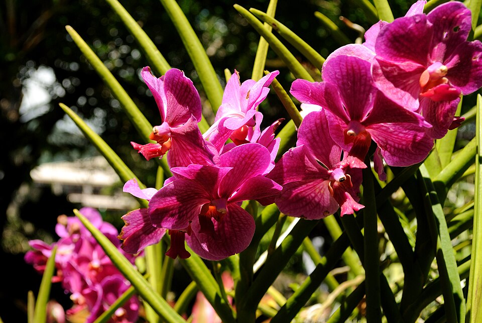 A photograph of Foster Botanical Garden