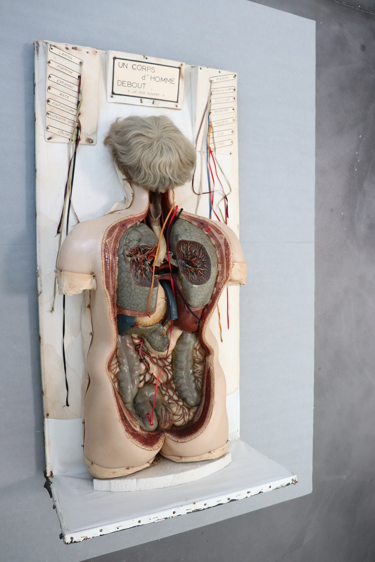 Museum of Medicine fotoğrafı