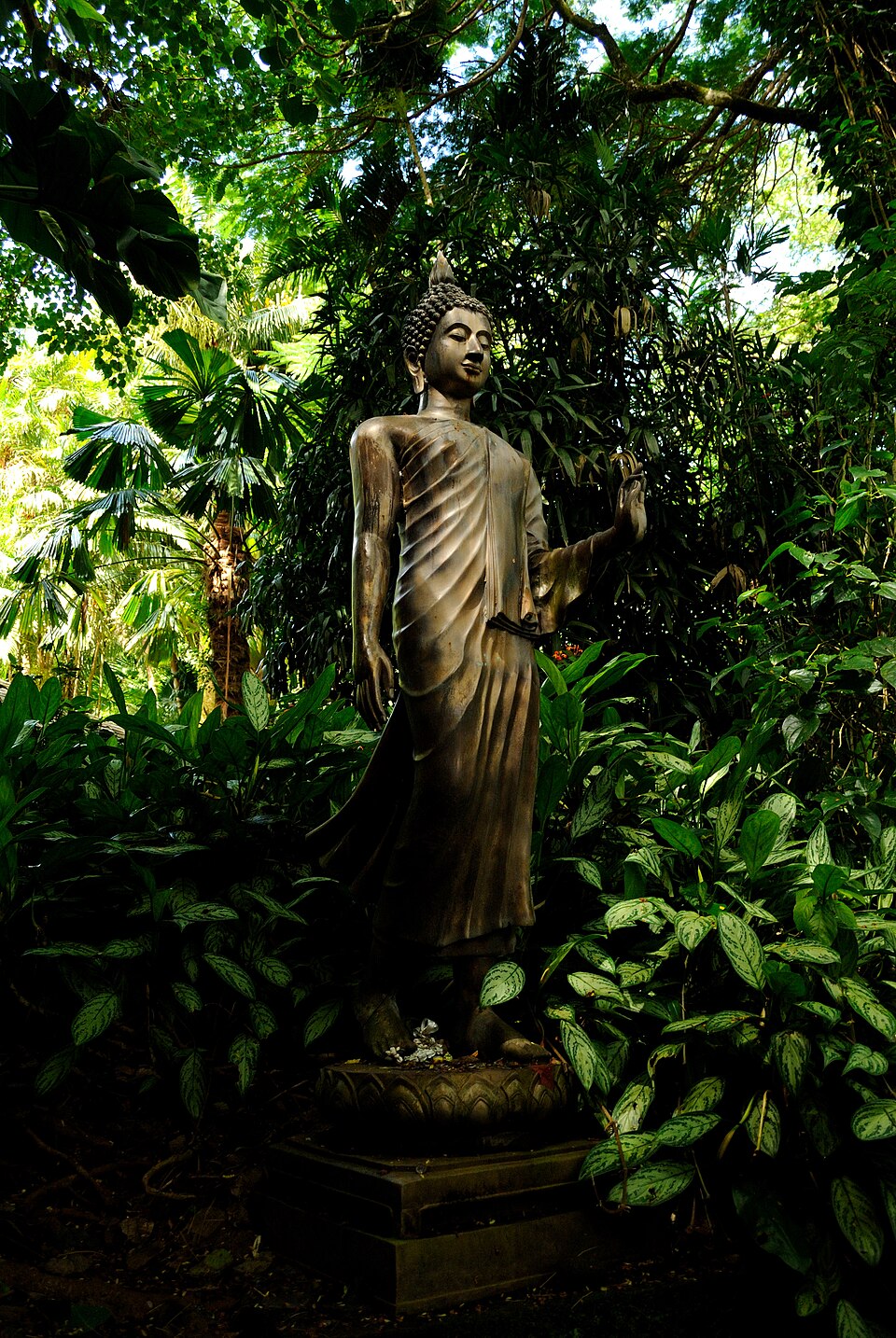 A photograph of Lyon Arboretum