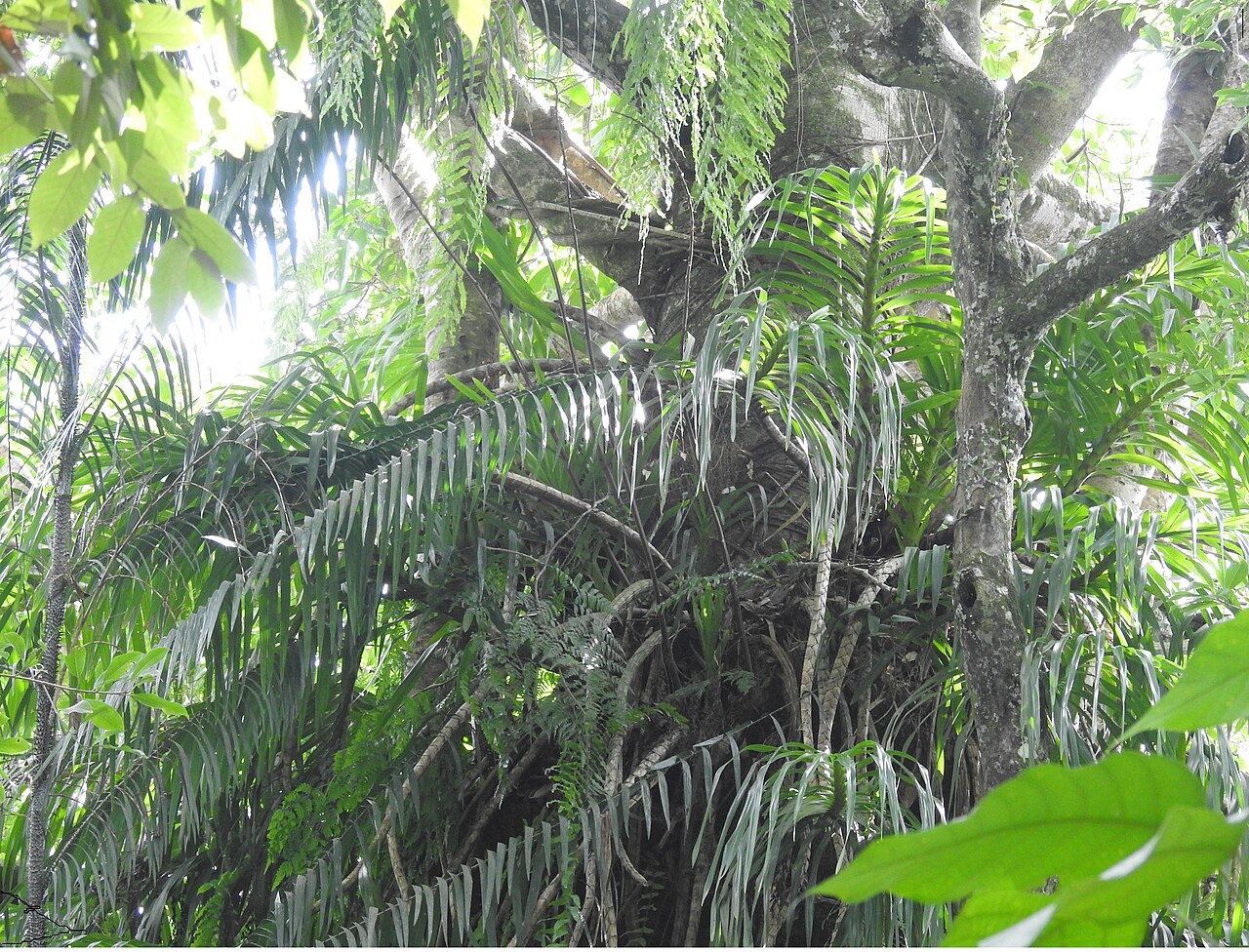 Una fotografia di Bogani Park