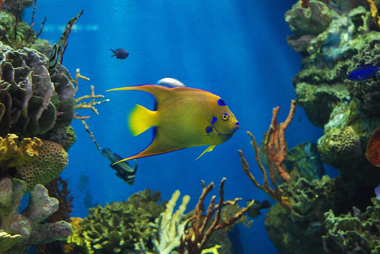 l'Aquàrium Barcelona
