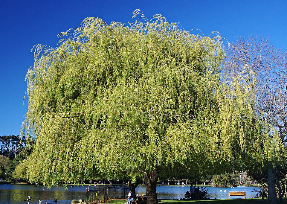 Western Springs Reserve