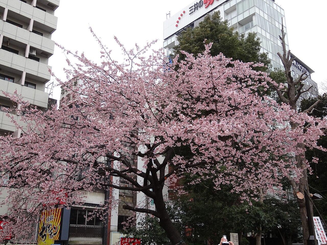 上野恩賜公園 fotoğrafı