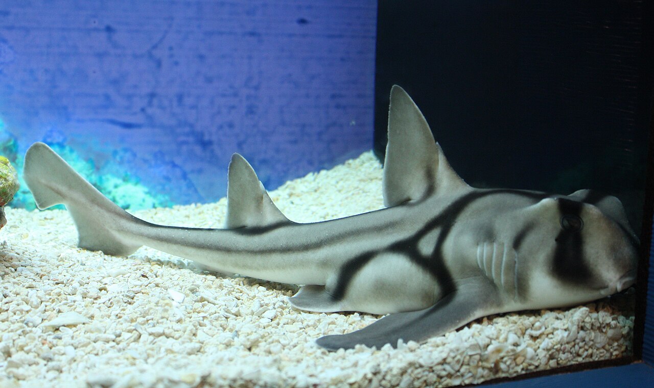 Shanghai Ocean Aquarium fotoğrafı
