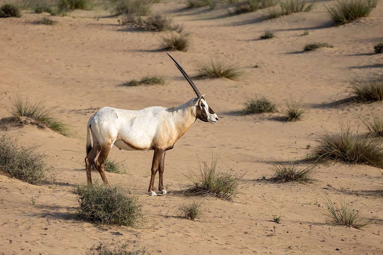 Al Marmoom Desert Conservation Reserve fotoğrafı