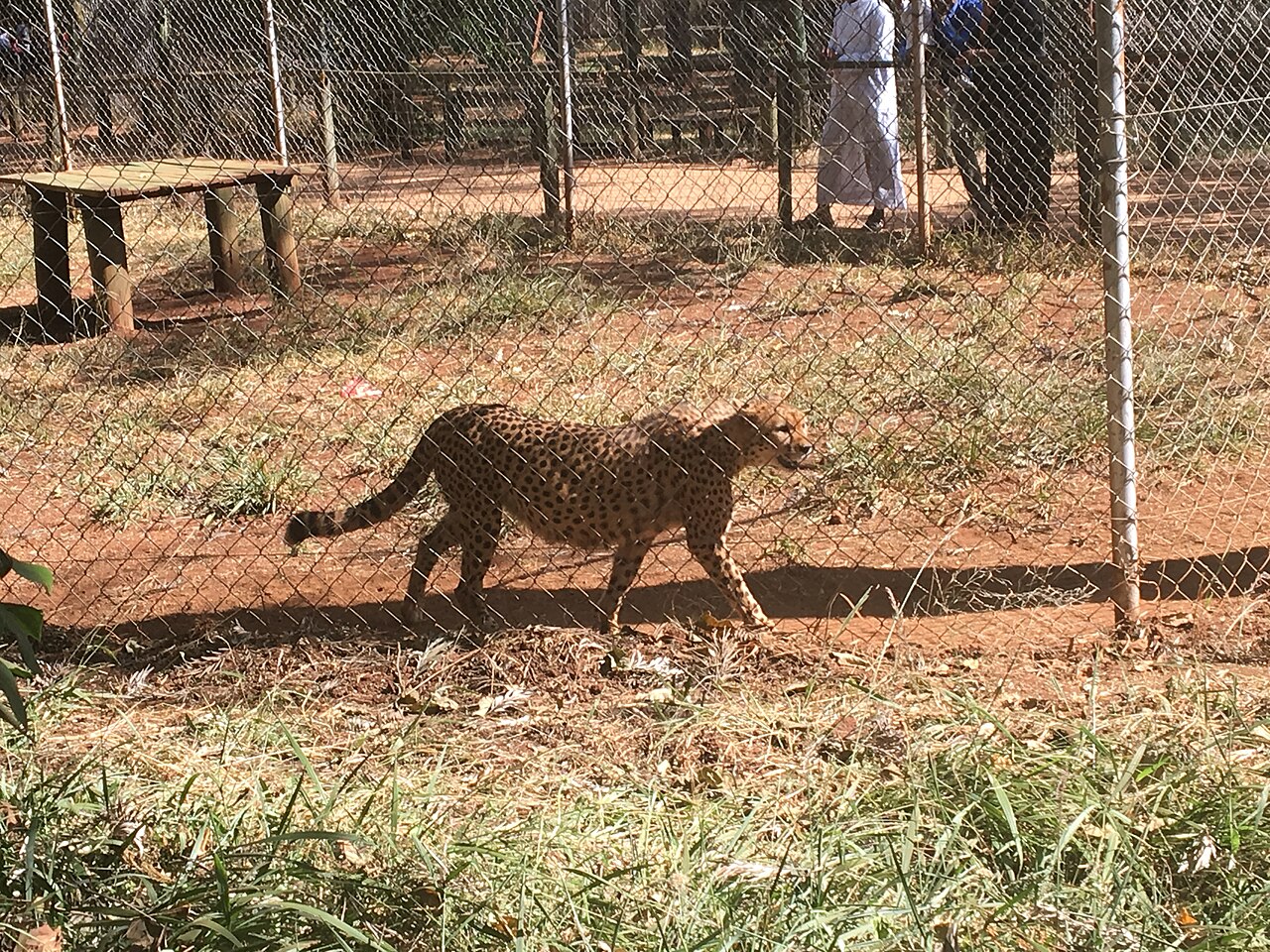 Animal Orphanage
