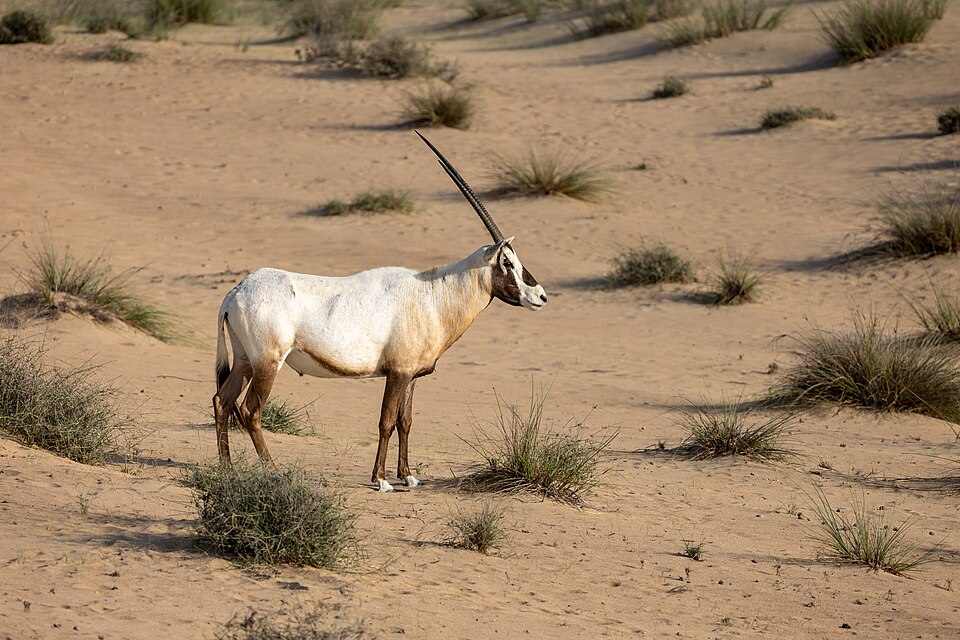 A photograph of Al Marmoom Desert Conservation Reserve